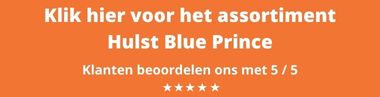 Hulst Blue Prince kopen